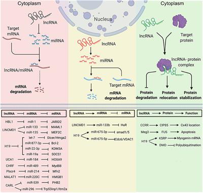 Multidimensional Mechanistic Spectrum of Long Non-coding RNAs in Heart Development and Disease